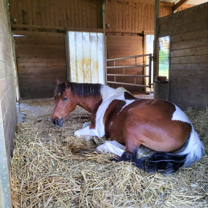 Écurie avec pension chevaux Vy-lès-Rupt