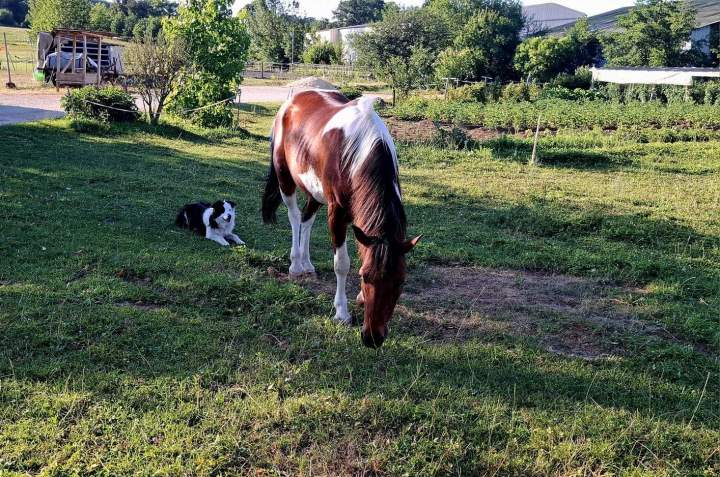 Promenade en cheval Vy-lès-Rupt