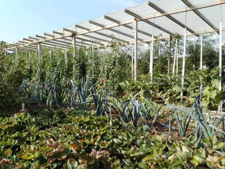 Potager Vy-lès-Rupt