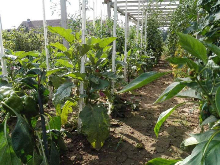 Jardin potager écurie Vy-lès-Rupt