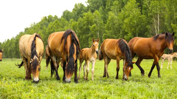 Pension pour chevaux Vy-lès-Rupt