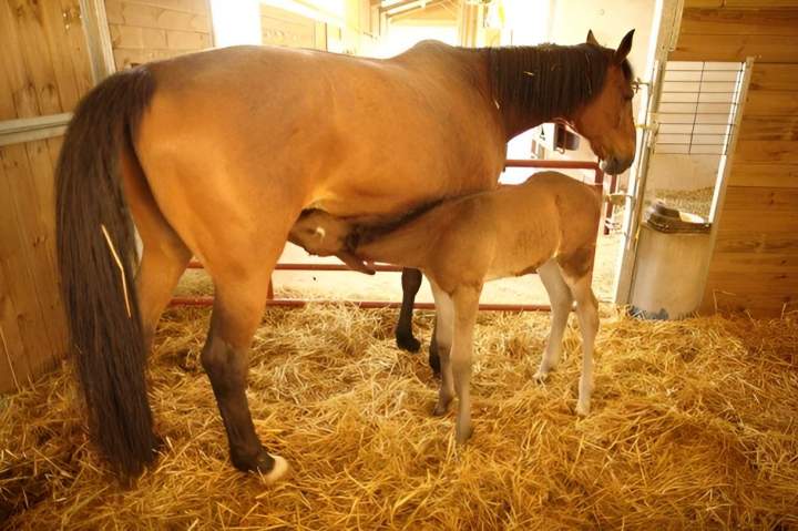 Pension pour chevaux Vy-lès-Rupt